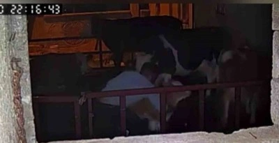 Buzağıyı kucaklayarak çaldılar