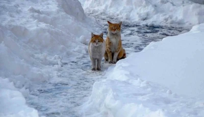 Buzlanma ve dona dikkat
