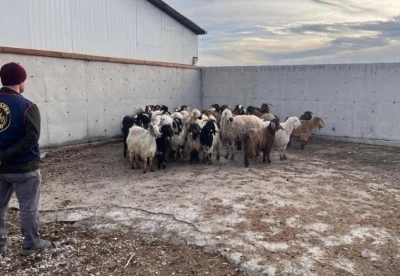 &Ccedil;alınan koyunlar jandarma tarafından bulundu
