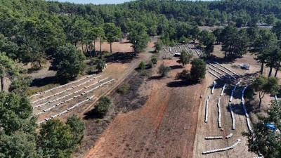 Çam balında rekolte sevinci
