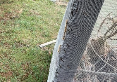 &Ccedil;am ormanlarında &rsquo;Kese kurdu&rsquo; alarmı
