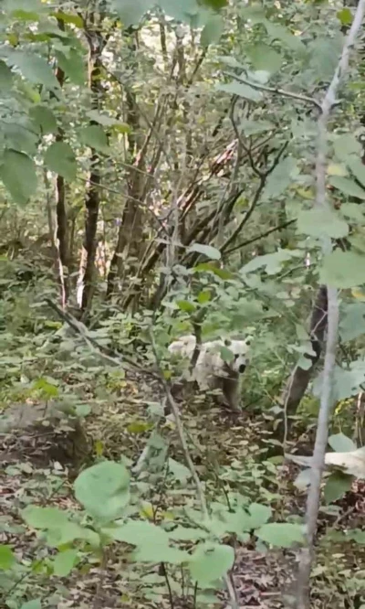 Çamlıhemşin’de ilk kez beyaz ayı görüntülendi
