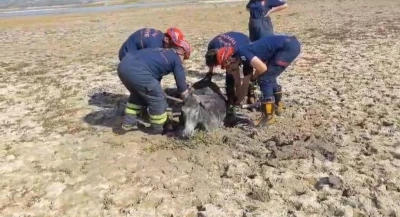 Çamura saplanan eşeği itfaiye ekipleri kurtardı
