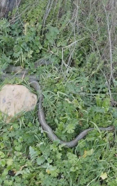 &Ccedil;an&rsquo;da 2 metrelik yılan kamerada

