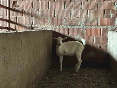 &Ccedil;anakkale&rsquo;de 3 bacaklı oğlak g&ouml;renleri şaşırtıyor
