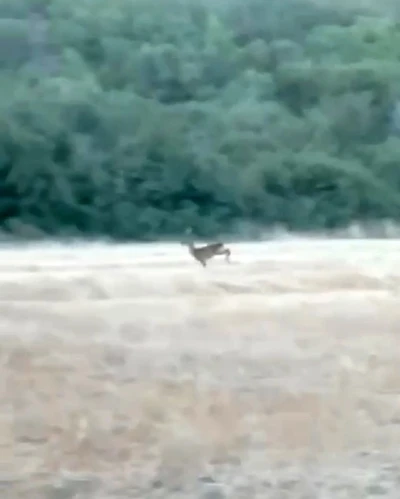 Çanakkale’de alevler arasından kaçan karaca cep telefonu kamerasına yansıdı
