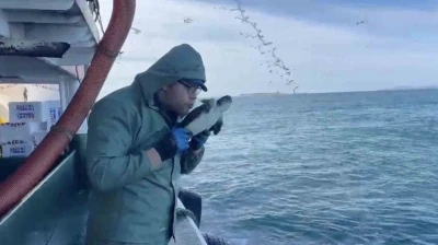 &Ccedil;anakkale&rsquo;de balık&ccedil;ılar ağlarına takılan caretta carettayı kurtardılar
