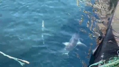 &Ccedil;anakkale&rsquo;de balık&ccedil;ıların ağına &lsquo;kam&ccedil;ı kuyruk&rsquo; cinsi k&ouml;pek balığı takıldı
