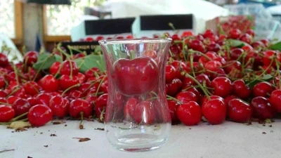&Ccedil;anakkale&rsquo;de &ccedil;ay bardağına sığmayan Lapseki kirazında hasat başladı
