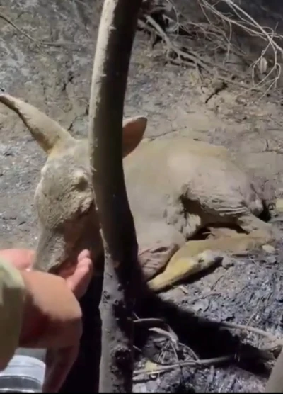 Çanakkale’de çıkan orman yangınında yaralanan yavru ceylana ekipler su yetiştirildi
