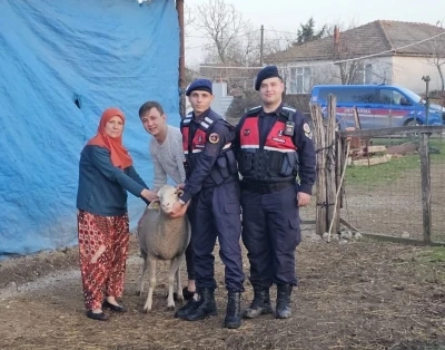 &Ccedil;anakkale&rsquo;de kaybolan 24 k&uuml;&ccedil;&uuml;kbaş hayvan jandarma tarafından bulundu
