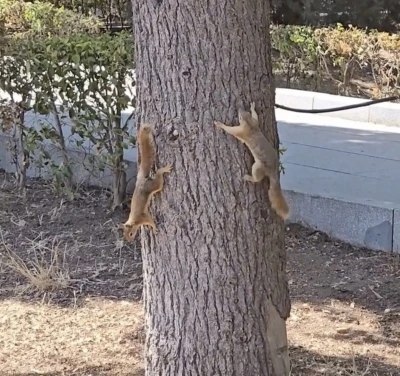 Çanakkale’de milli parkta yaşayan sincaplar isimlerini Troya’nın efsanelerinden aldı
