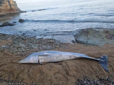 Çanakkale’de ölü yunus balığı sahile vurdu
