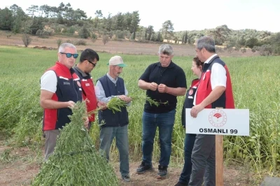Çanakkale’de susam üretiminin arttırılması için kollar sıvandı, makineli üretim devreye girdi
