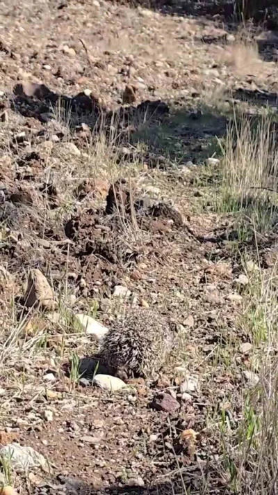 &Ccedil;anakkale&rsquo;de tedavisi tamamlanan kirpi doğaya salındı
