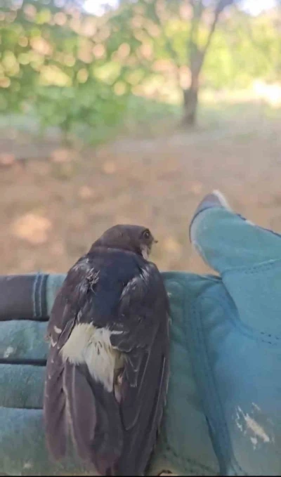 Çanakkale’de tedavisi tamamlanan yavru kırlangıçlar doğaya salındı
