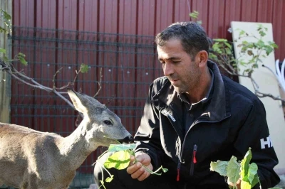 Çanakkale’de yangından kaçan karaca köyün maskotu oldu
