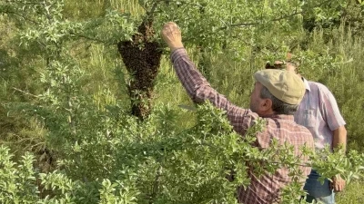 &Ccedil;anakkale&rsquo;de yavru arı bolluğu arı &uuml;reticilerinin y&uuml;z&uuml;n&uuml; g&uuml;ld&uuml;rd&uuml;

