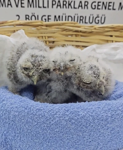 Çanakkale’de yuvalarını kaybeden yavru kukumavlar koruma altına alındı
