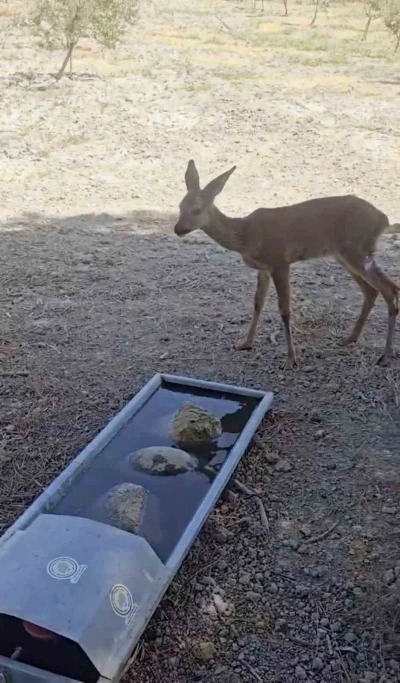 Çanakkale’deki yangında yaralanan karaca doğal alanına salındı
