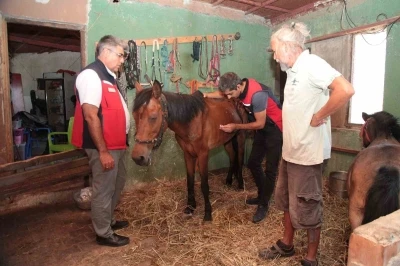 Çanakkale’deki yangınlarda mahsur kalan hayvanlara sağlık taraması
