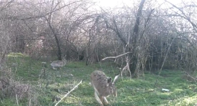&Ccedil;ankırı&rsquo;da yaban hayatı kamerada
