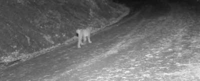 &Ccedil;ankırı&rsquo;da yaban hayvanlarının karla kaplı doğadaki yaşamı kamerada
