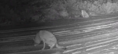 &Ccedil;ankırı&rsquo;da yaralı kurt ve vaşak fotokapanda
