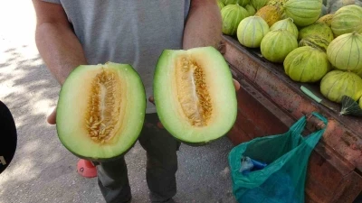 Çankırı tuzu bu kavunun tadına tat katıyor
