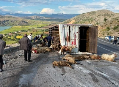 Canlı hayvan taşıyan kamyon kaza yaptı, koyunlar telef oldu
