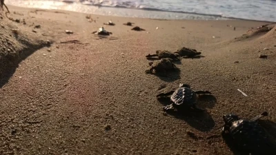 Caretta carettalar denizle buluştu
