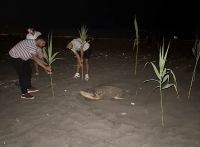 Caretta carettayı yuva yaparken g&ouml;ren gen&ccedil;ler, duyarlılık g&ouml;sterdi &ouml;nlem aldı
