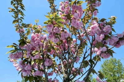 &Ccedil;ark Deresi kıyısında sakura g&uuml;zelliği
