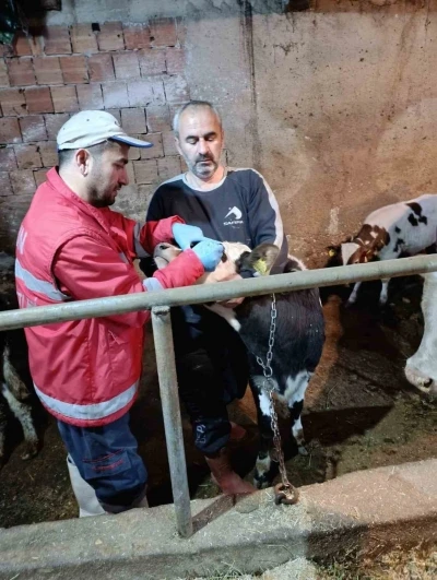 &Ccedil;arşamba&rsquo;da b&uuml;y&uuml;kbaş hayvanlara şap ve brucella aşısı
