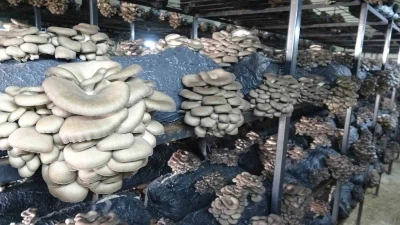 &Ccedil;arşamba&rsquo;da istiridye mantarı &uuml;retimi artıyor
