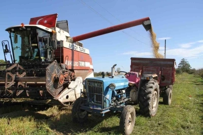 Çarşamba Ovası’nda çeltik hasadı
