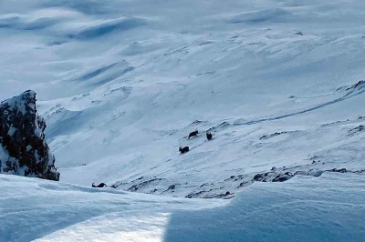 &Ccedil;atak&rsquo;ta dağ ke&ccedil;ileri g&ouml;r&uuml;nt&uuml;lendi
