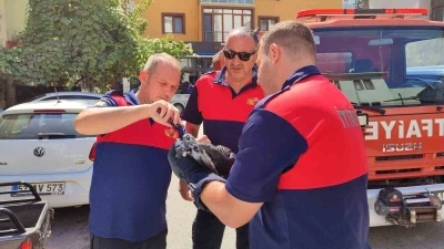 Çatıdaki ağlara takılan güvercini itfaiye kurtardı

