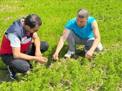 &Ccedil;avdarhisar&rsquo;da &ccedil;&ouml;rek otu &uuml;retim alanlarında kontrol
