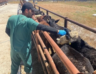 Çavdarhisar’da ithal hayvan kontrolleri yapıldı
