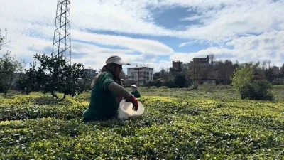 &Ccedil;ay &uuml;reticileri yeni sezona hazırlanıyor
