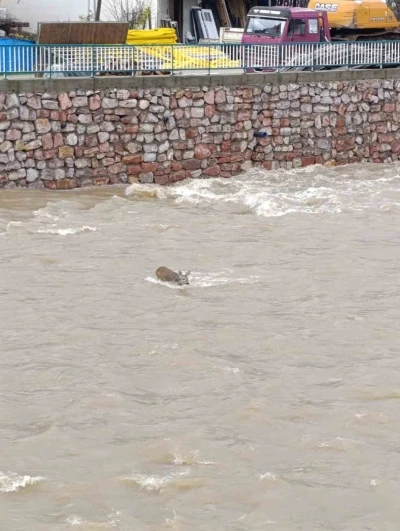 &Ccedil;aya d&uuml;şen karaca kurtarıldı
