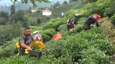 ÇAYKUR Genel Müdürü Alim: &quot;Çay üreticileri de mağduriyetin kendilerinden olduğunun farkında&quot;
