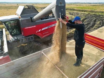 Çeltik hasadı başladı
