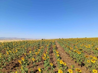 Çemişgezekli çiftçi, ilçede ilk kez yağlık ayçiçeği üretimi yaptı

