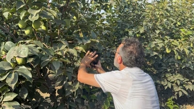 Cennet hurması üreticilerine &quot;Akdeniz meyve sineği&quot; uyarısı
