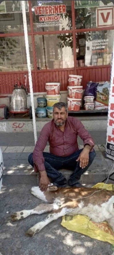 &Ccedil;ermik&rsquo;te kamyonetten d&uuml;şen buzağı bulunup sahibine teslim edildi
