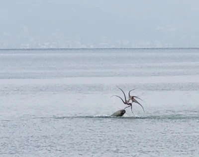 Çeşme sahilinde fokun ahtapot avı
