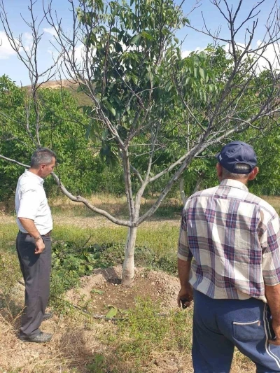 Ceviz ağaçlarında çeşit seçimi soruna sebep oldu
