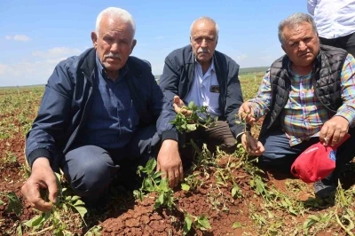 Ceviz b&uuml;y&uuml;kl&uuml;ğ&uuml;ndeki dolu yağışı tarım arazilerine zarar verdi

